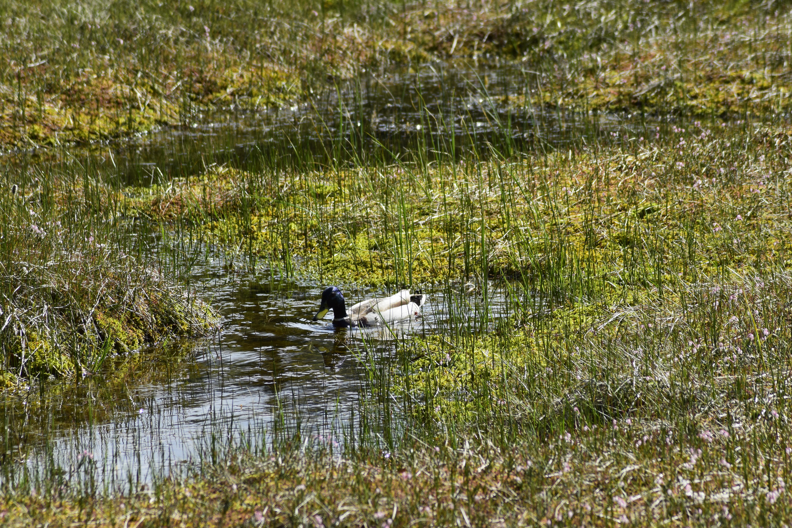 Bayernwald-Kleiner Arbersee