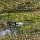 Bayernwald-Kleiner Arbersee