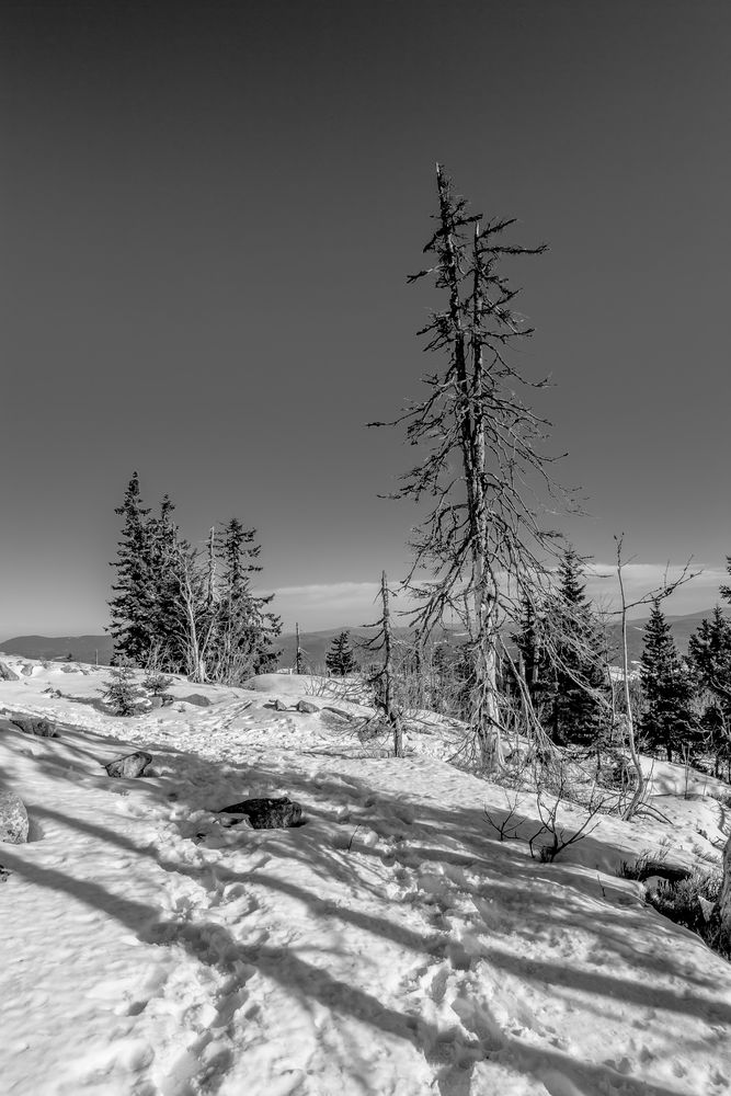 Bayer.Wald - Baumgrenze 