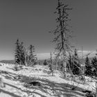 Bayer.Wald - Baumgrenze 