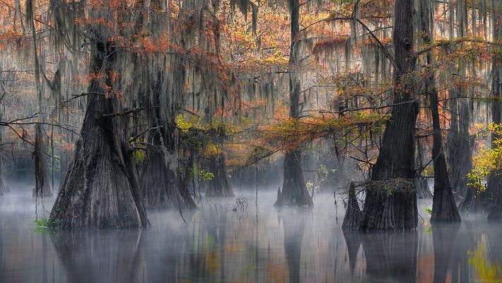 BAYOU AUTUMN