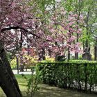 Bayreuth :Blütenfest im Hofgarten