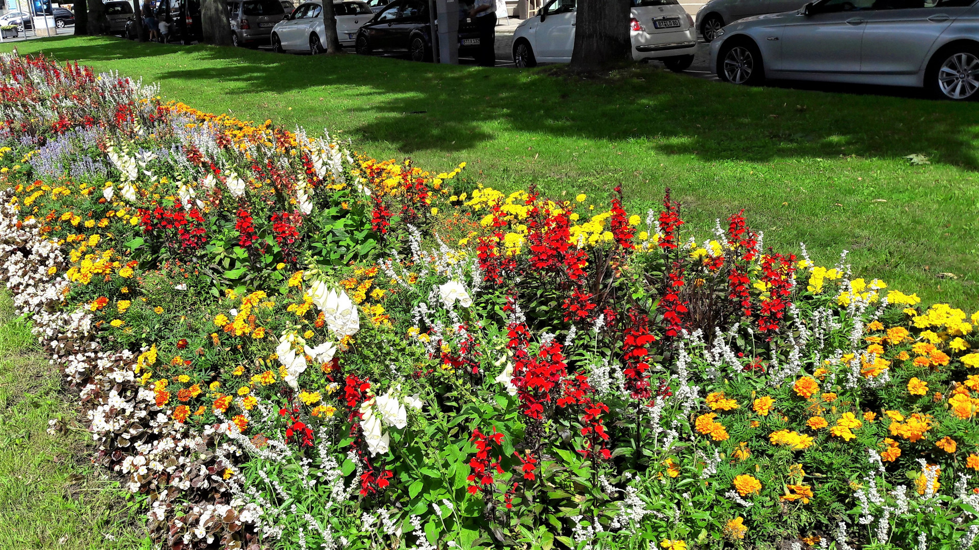 Bayreuth :Blumen neben Baumschatten