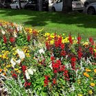 Bayreuth :Blumen neben Baumschatten