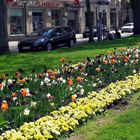 Bayreuth : Blumenband an der Bahnhofsstraße Richtung Innenstadt