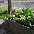 Bayreuth : Blumenkasten Nähe Bahnhof