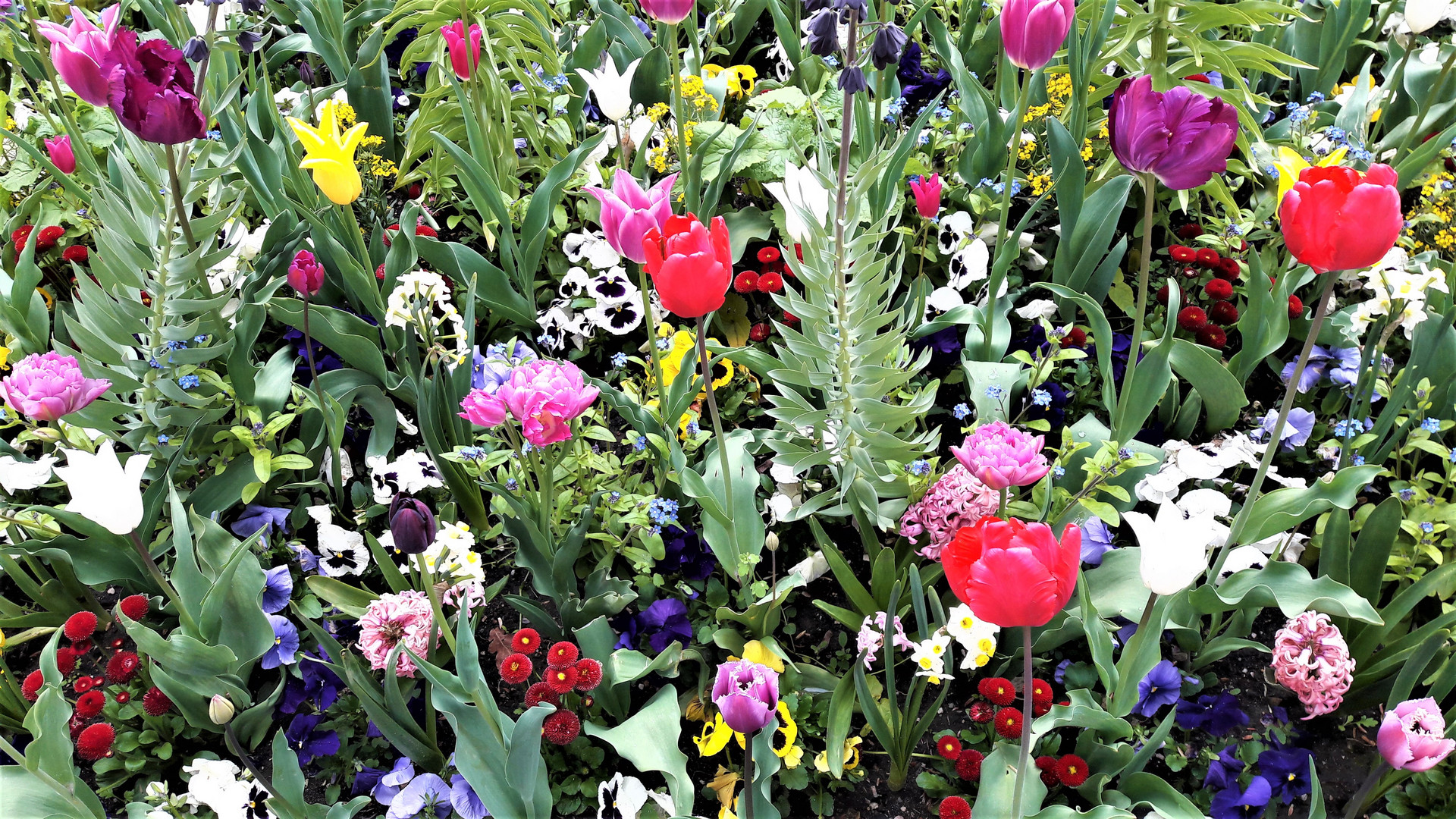 Bayreuth :Blumenpracht im  Hofgarten