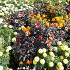 Bayreuth . Blumenschmuck zur Festspielzeit und danach