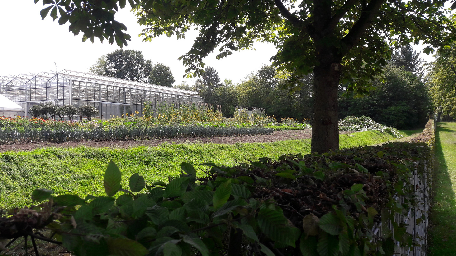 Bayreuth Eremitage Gärtnerei  30.8.2019