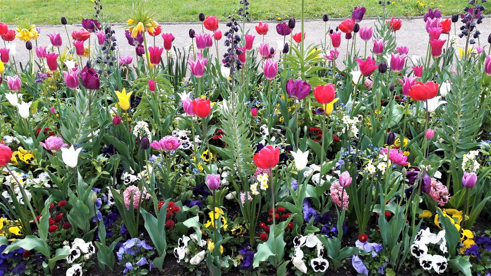 Bayreuth Hofgarten Blumenpracht II