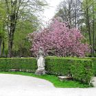 Bayreuth Hofgarten Touristenansammlung unter blühendem Baum