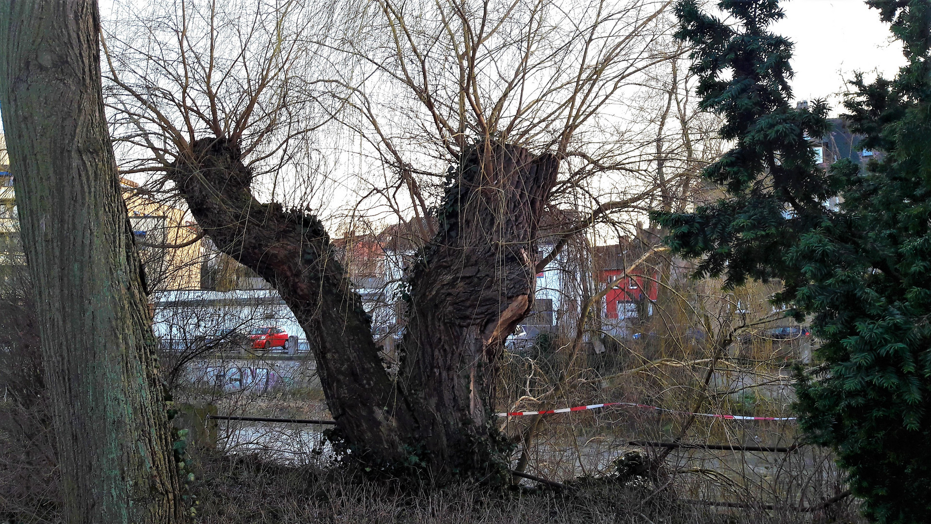 Bayreuth : Kopfweide mitten in der Stadt 30.1.18