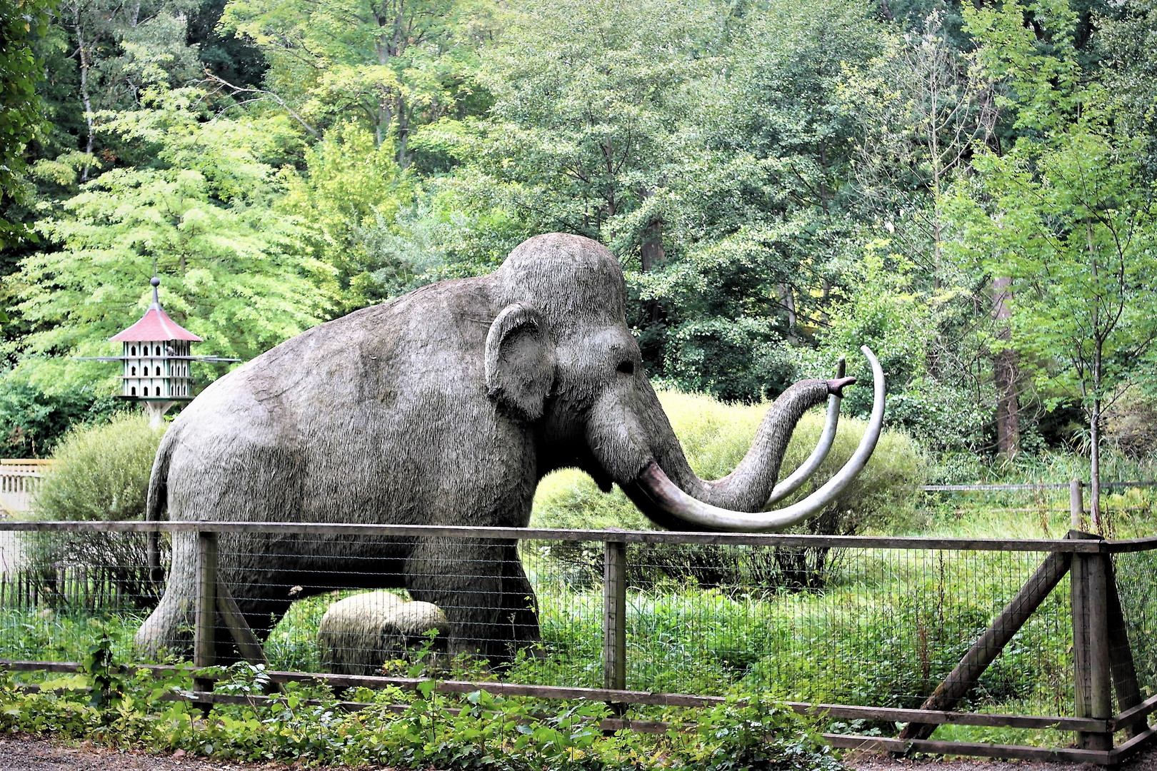 Bayreuth Röhrensee  :Mammut  mit Nachwuchs