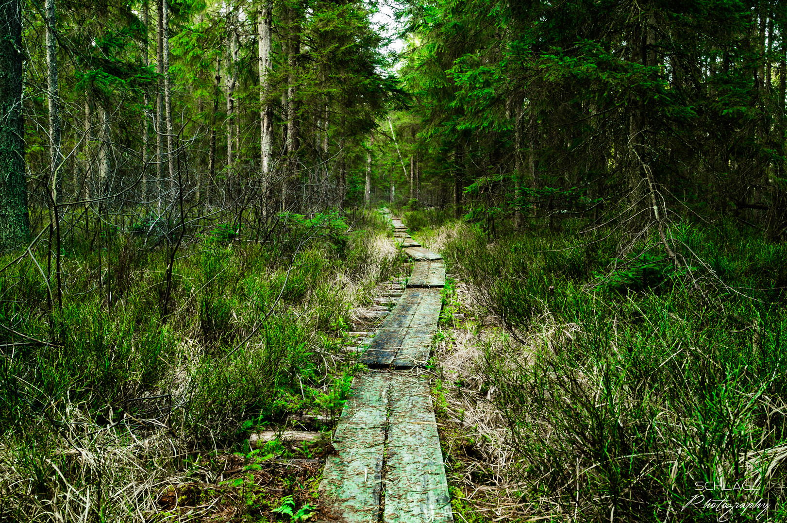 Bayrische Au Foto &amp; Bild | landschaft, wald, all Bilder auf fotocommunity