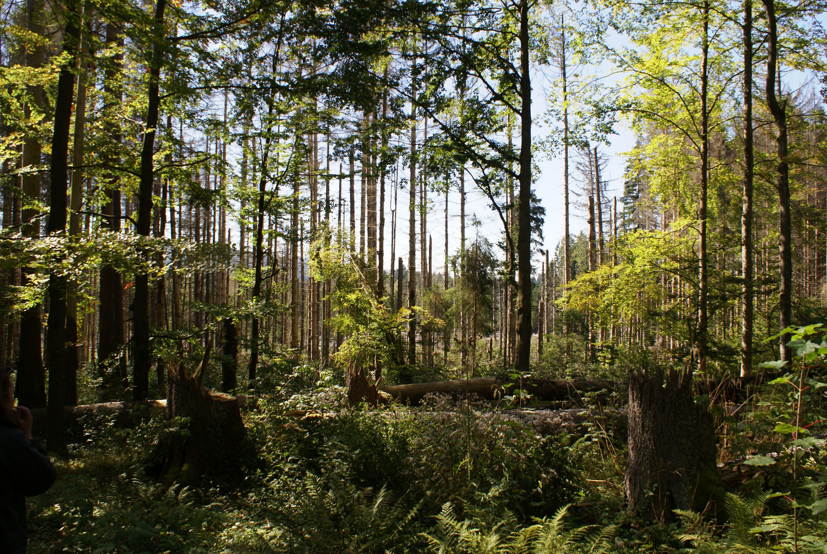 Bayrische Wald