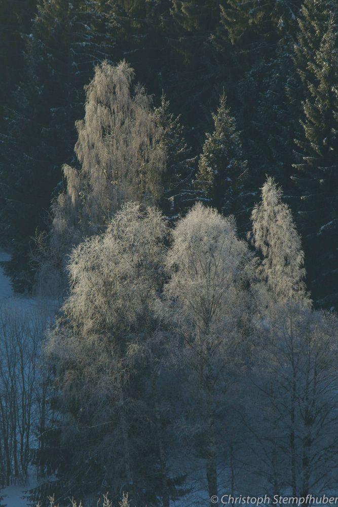 Bayrische Wald 2 Baumgruppe