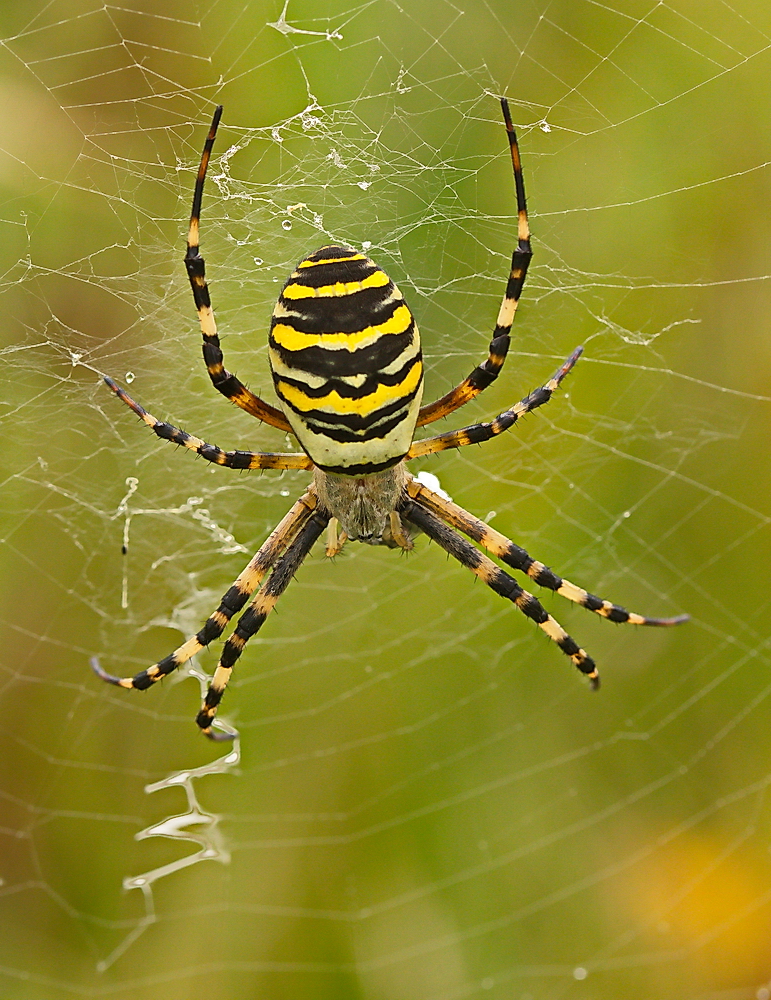Bayrische Wespenspinne Foto Bild Tiere Wildlife Spinnen Bilder Auf Fotocommunity