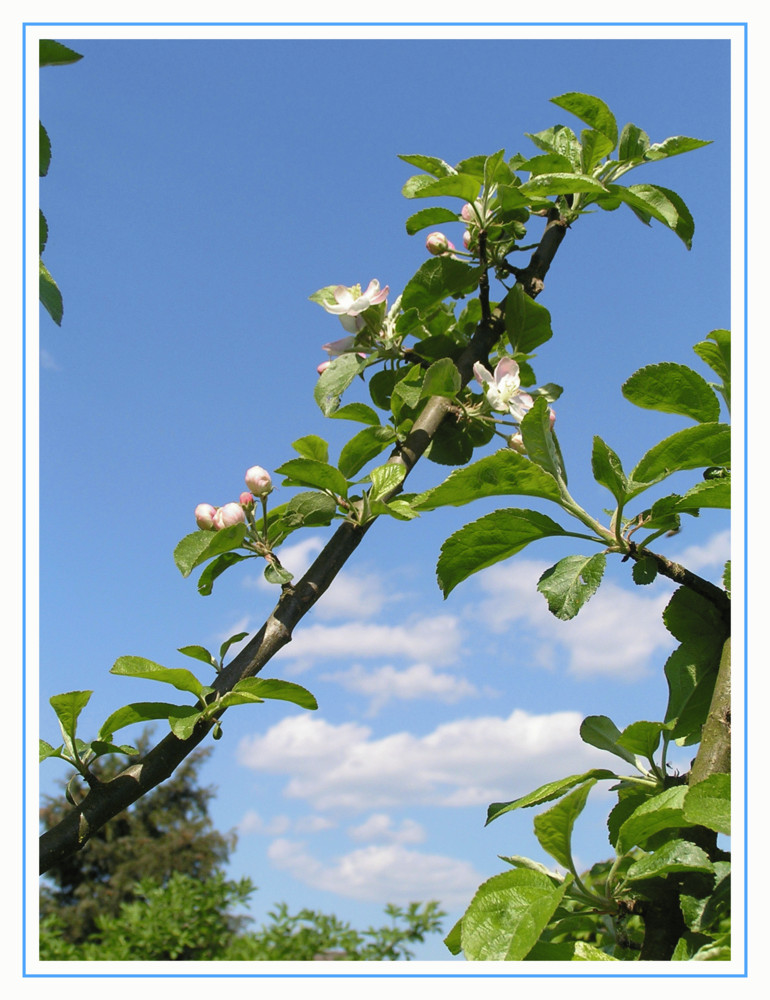 Bayrischer Apfelbaum