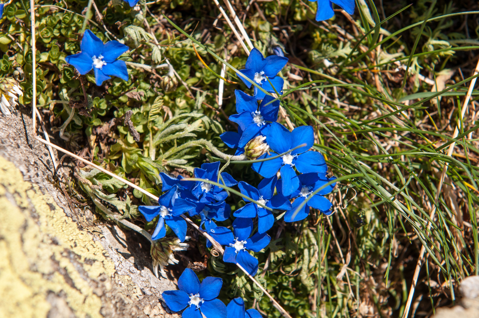 Bayrischer Enzian (Gentiana bavarica)