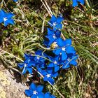 Bayrischer Enzian (Gentiana bavarica)