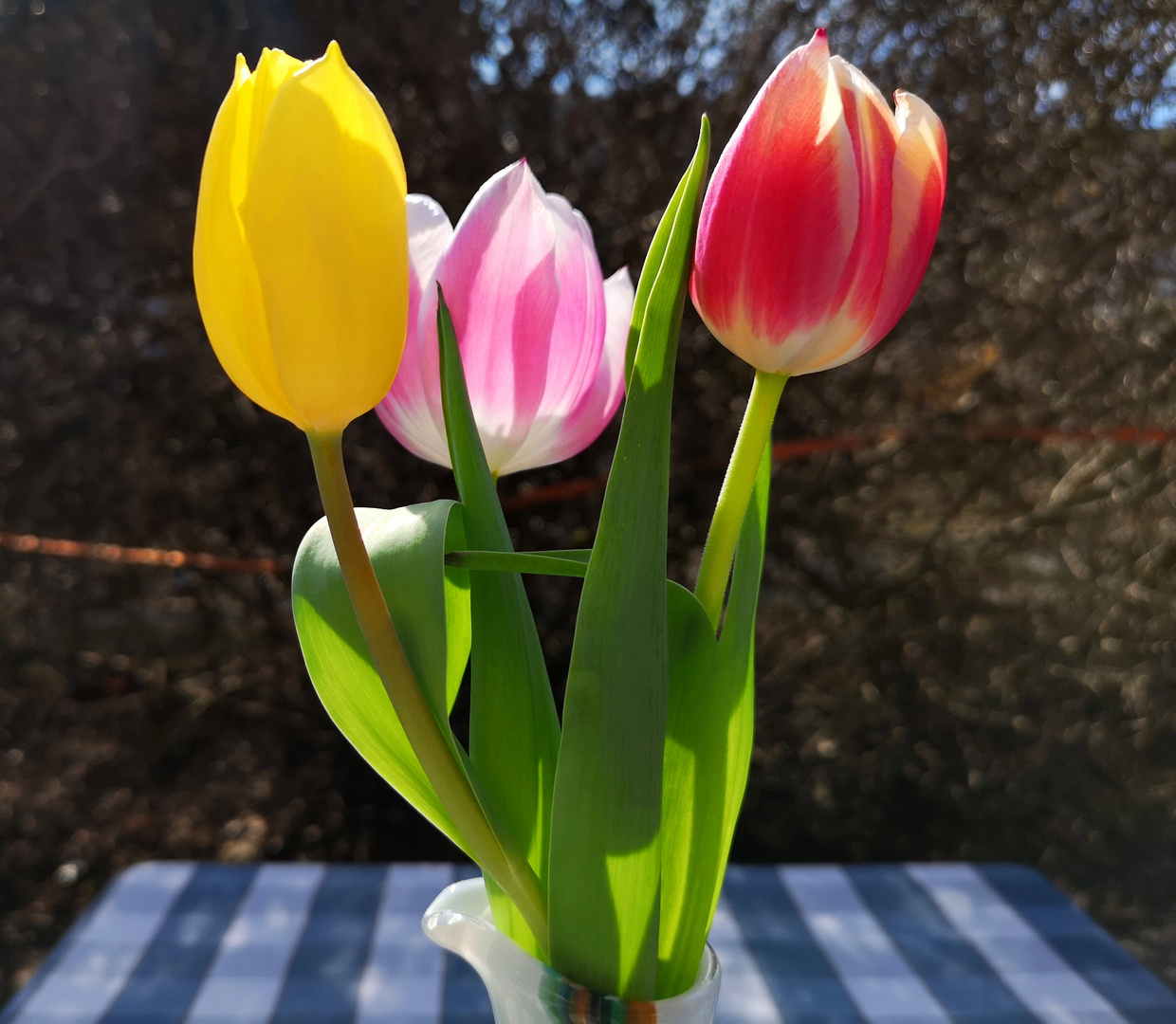 Bayrischer Frühlingsgruß