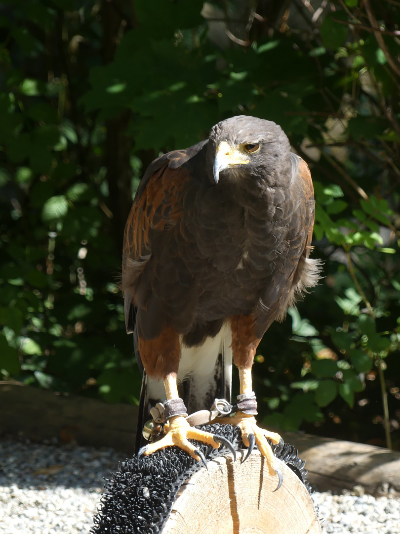 Bayrischer Jagdfalkenhof Schillingsfürst - 2020-07-25