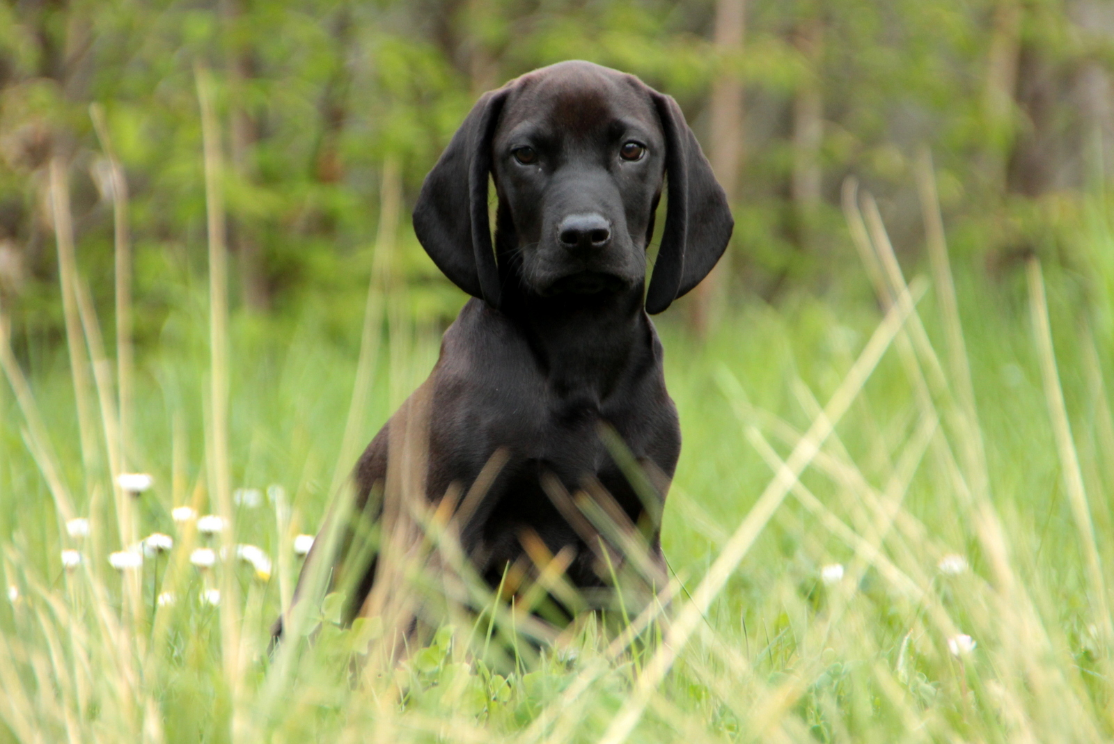 Bayrischer Schweißhund