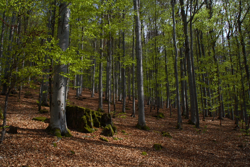 Bayrischer Wald