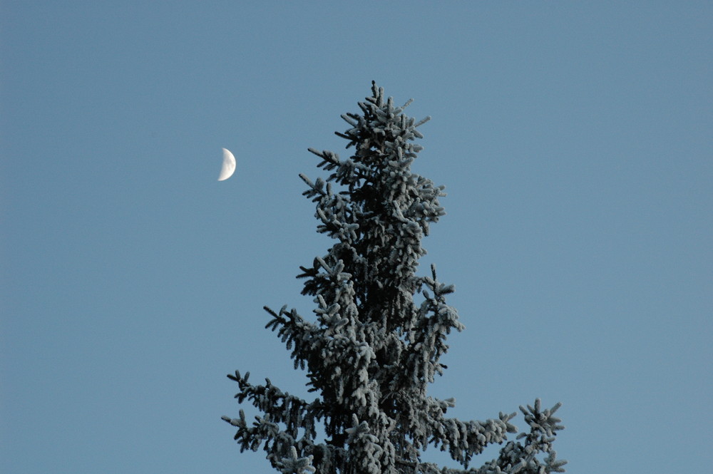 **Bayrischer Wald**