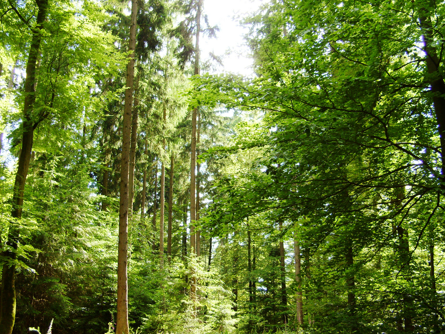 Bayrischer Wald