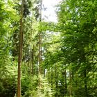 Bayrischer Wald