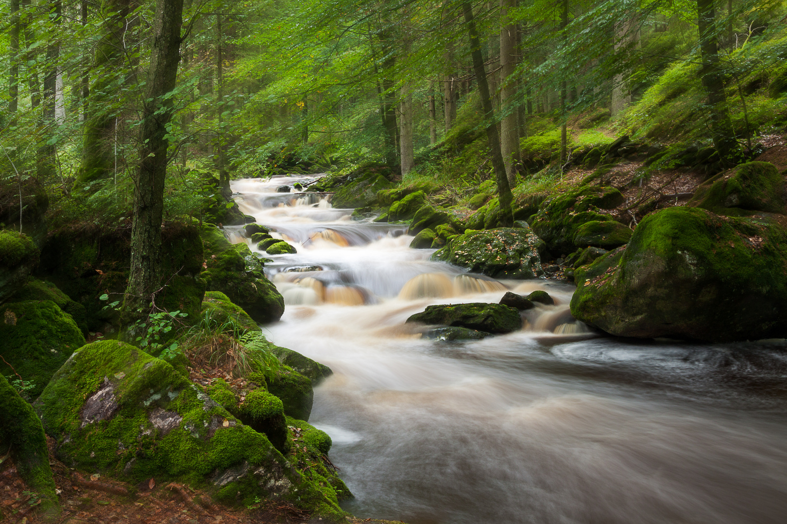 Bayrischer Wald