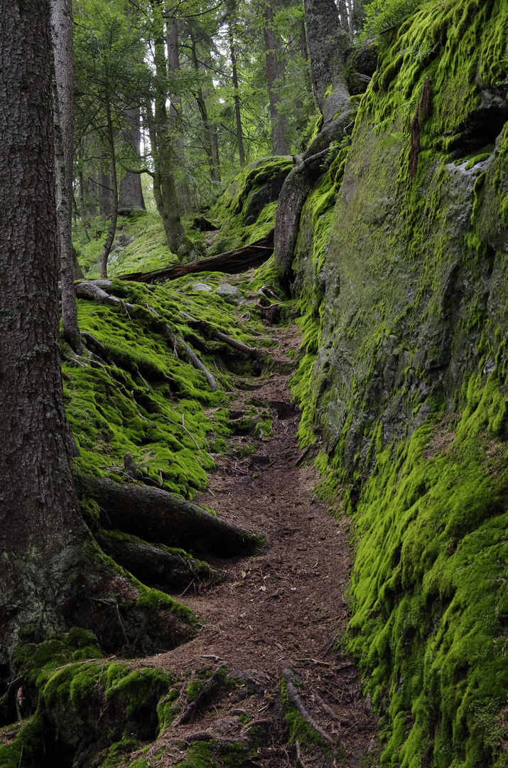 Bayrischer Wald, einer der letzten Urwälder Europas...