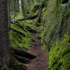 Bayrischer Wald, einer der letzten Urwälder Europas...