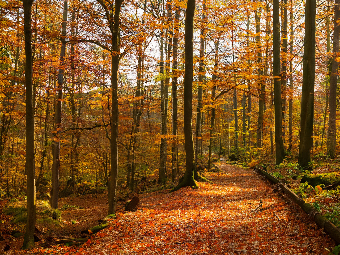 Bayrischer Wald im Herbst zum heutigen Thementag heute