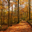 Bayrischer Wald im Herbst zum heutigen Thementag heute