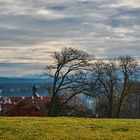 bayrischer Windflüchter ...