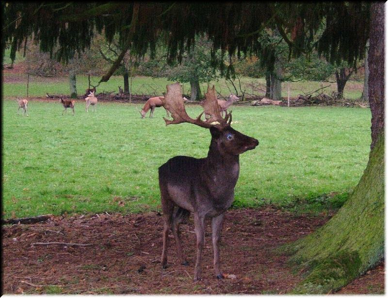 Bayrisches Waldtier mit "A"