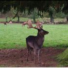 Bayrisches Waldtier mit "A"