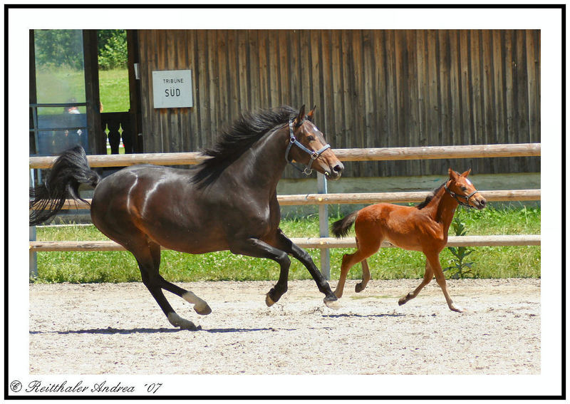 Bayrisches Warmblut - Schwaiganger