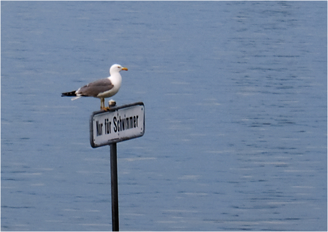 BAYWATCH