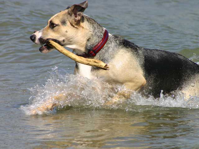 Baywatch-Hund