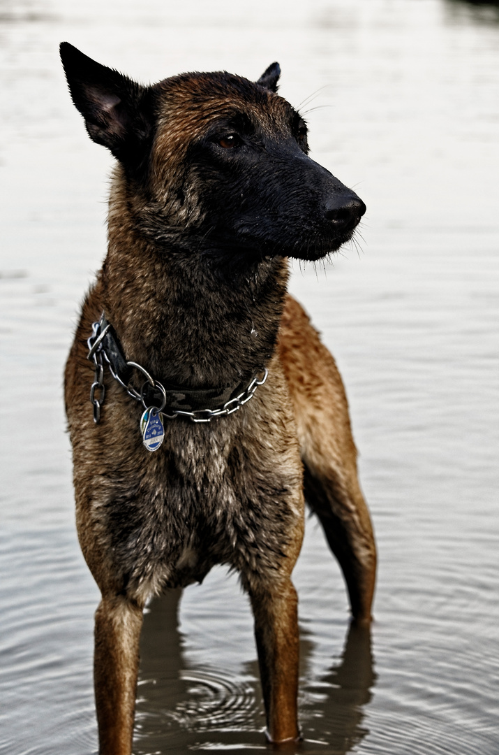 Baywatch Rheinhausen-Friemersheim