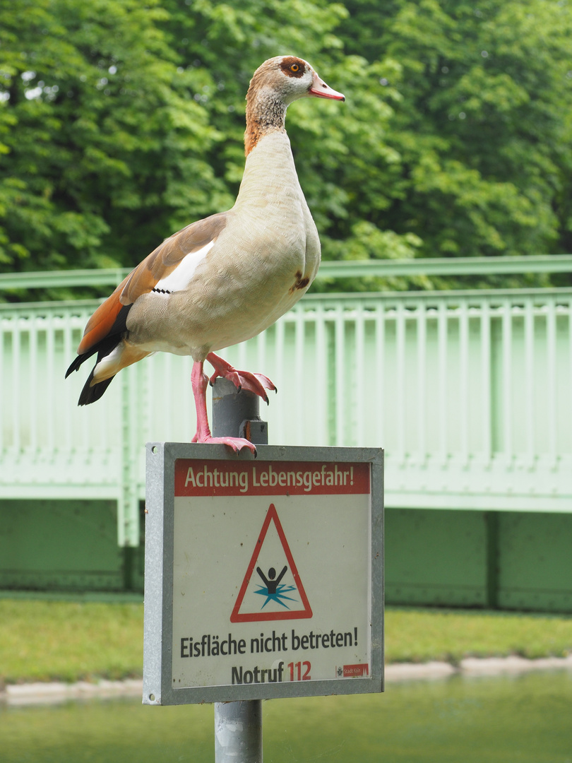 Baywatch von Kölner Decksteiner Weiher