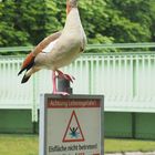 Baywatch von Kölner Decksteiner Weiher