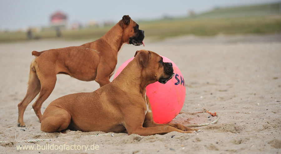 Baywatchboxer bei der Arbeit