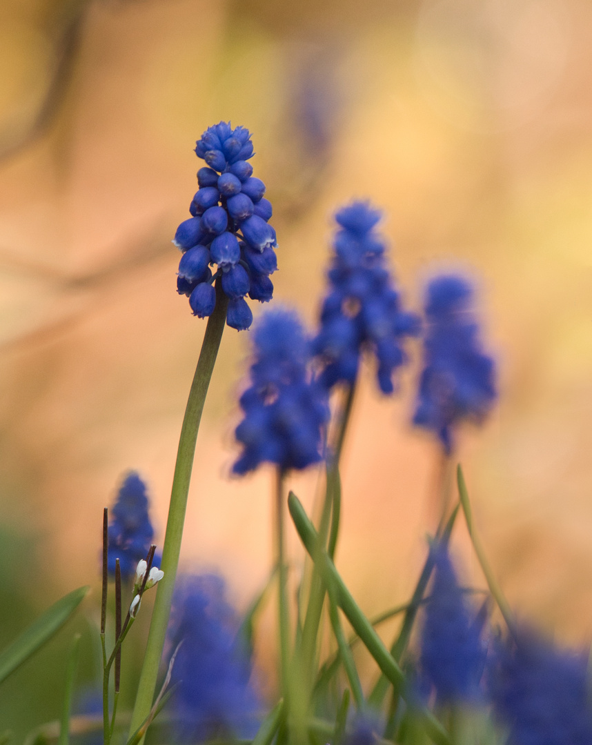 BB - blaues Blümchen ;-)