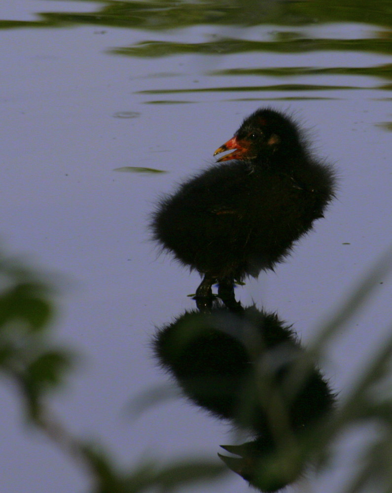 bb canigule poule d'eau cherche sa maman