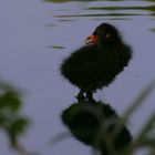 bb canigule poule d'eau cherche sa maman