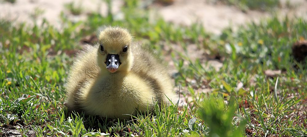 BÉBÉ JAUNE